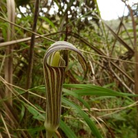 Arisaema leschenaultii Blume